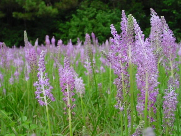 image01.png?type=w580