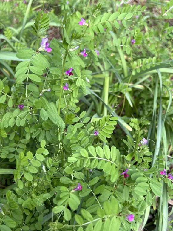 %EC%82%B4%EA%B0%88%ED%80%B4.JPG?type=w580