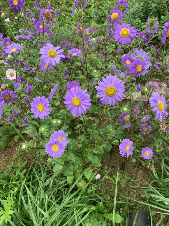 IMG_9167.JPG?type=w580