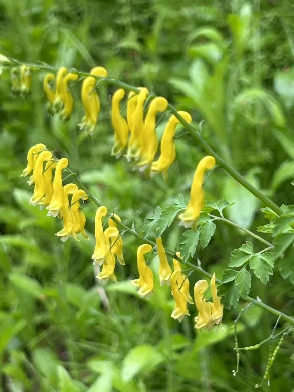 IMG_5396.JPG?type=w580