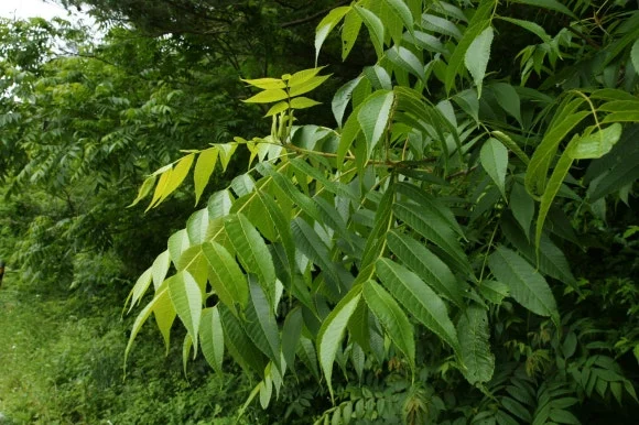 %EA%B5%B4%ED%94%BC%EB%82%98%EB%AC%B41.jpg?type=w580