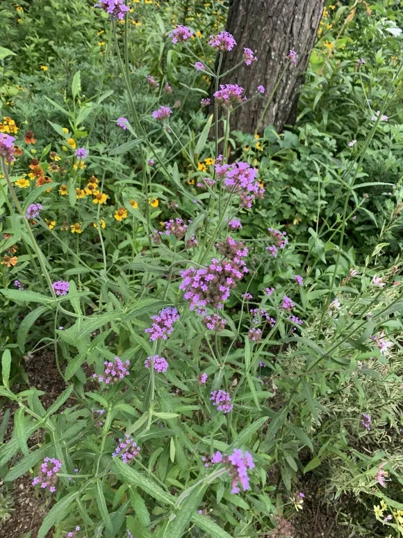 IMG_9462.JPG?type=w580