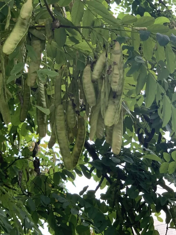 %EC%95%84%EC%B9%B4%EC%8B%9C%EC%97%B4%EB%A7%A4.JPG?type=w580