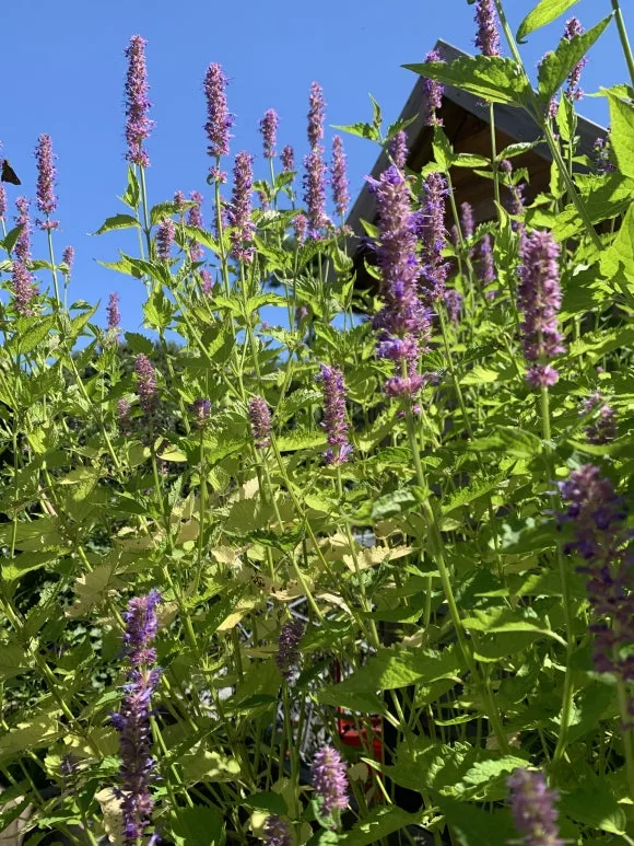 IMG_9114.JPG?type=w580