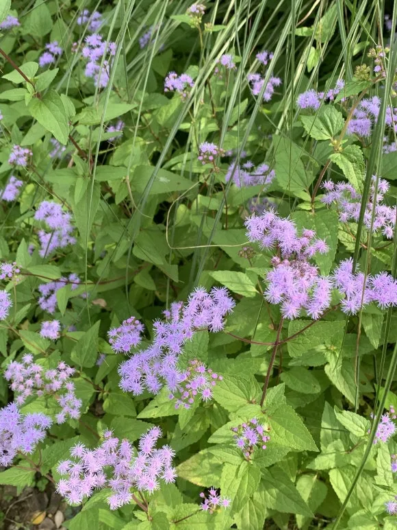 IMG_9725.JPG?type=w580