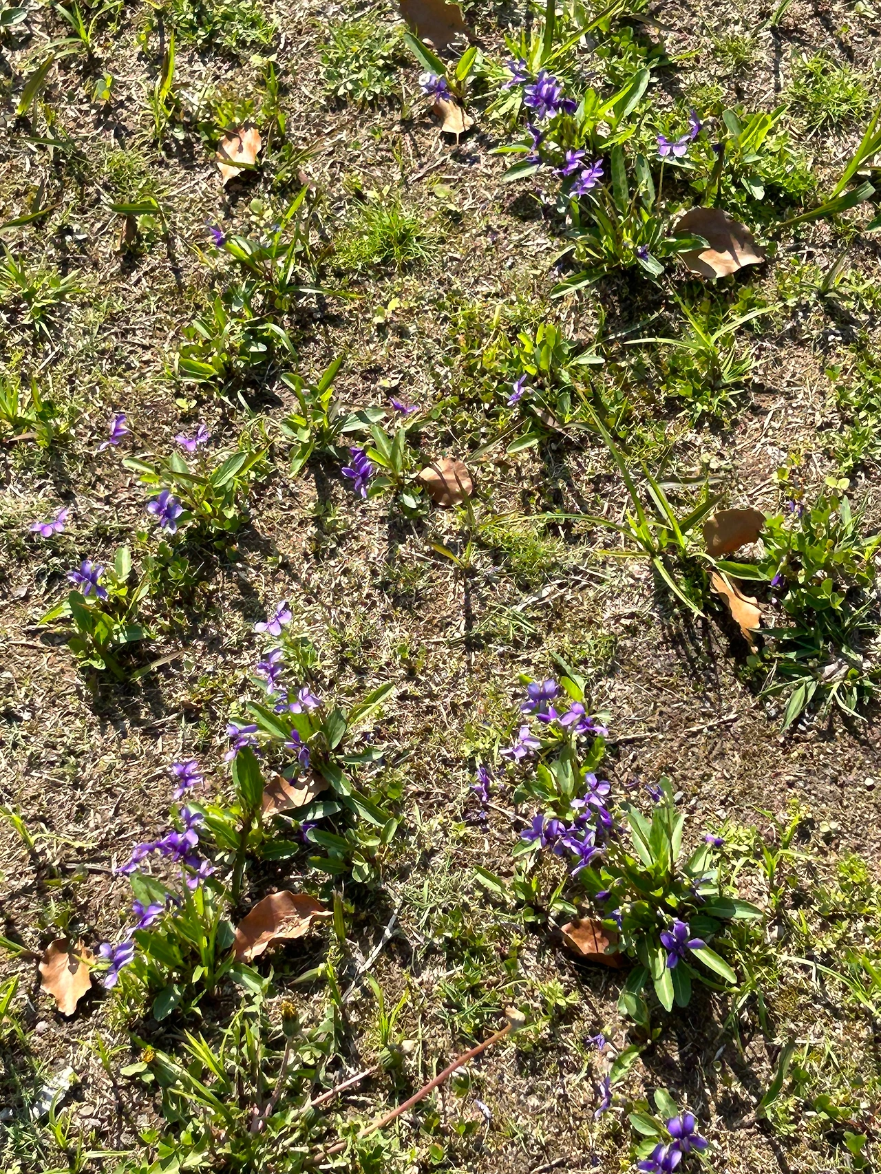 원폭지 형무소에 핀 제비꽃.JPG