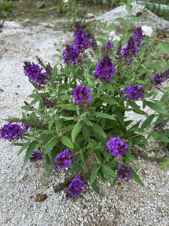 IMG_6967.JPG?type=w580