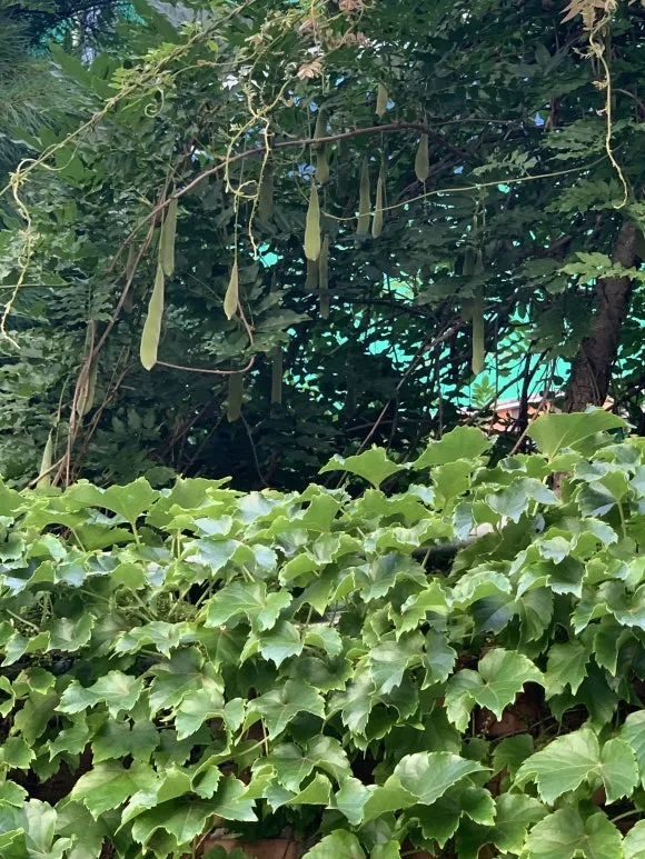 %EB%93%B1%EB%82%98%EB%AC%B4%EC%97%B4%EB%A7%A4.JPG?type=w580