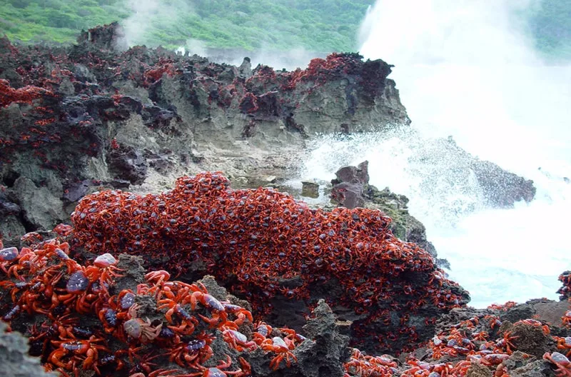 Crabs-at-Blowhole.jpg?type=w800