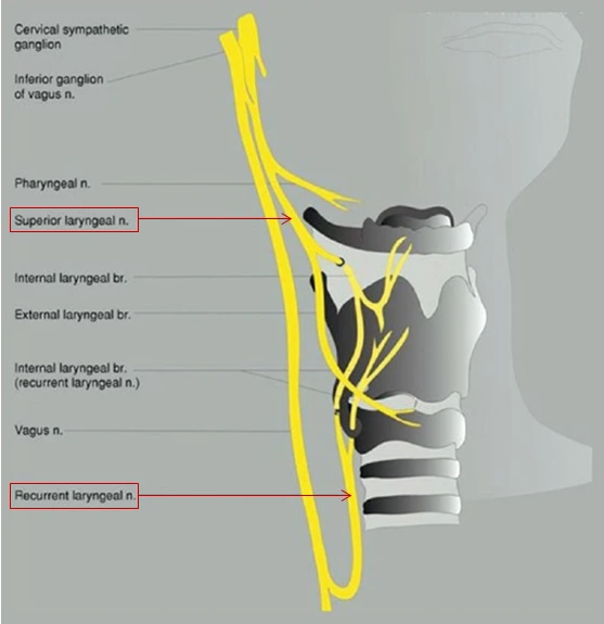 laryngeal nerve.PNG