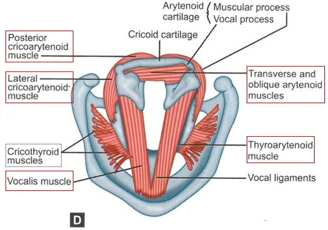 vocal intrinsic m. indi.PNG