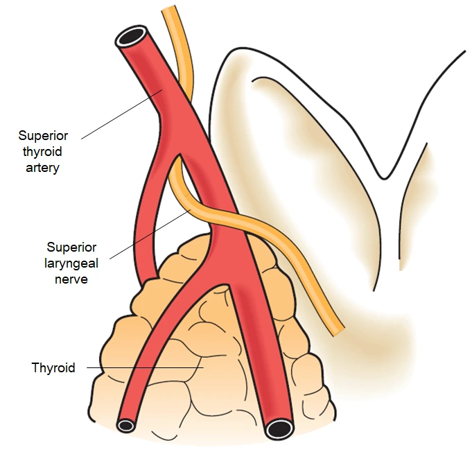 superior thyroid artery 인디.PNG