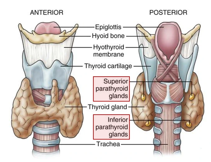 parathyroid.PNG