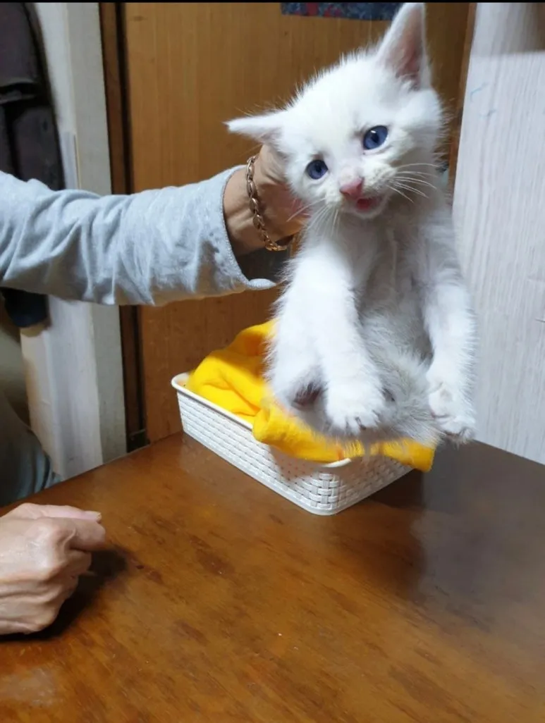 SE-e10f1555-81ad-49f8-9490-b5a0cd84f92d.jpg?type=w773