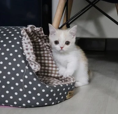 SE-8eb2087e-5ec2-404b-8fde-b11c96628afd.jpg?type=w386