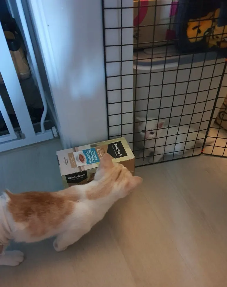 SE-e6018850-9062-47a7-9884-3081fdcc01d9.jpg?type=w773