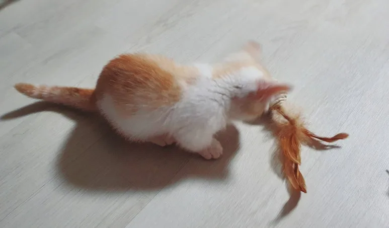 SE-c9f578a8-7c63-4e10-b7fc-f28372fae998.jpg?type=w773