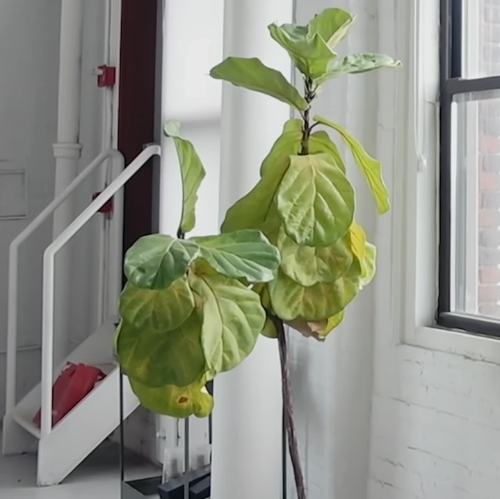 Art_is_trash_without_social_impact._-_NHK_WORLD-JAPAN_41-26_screenshot.png?type=w966