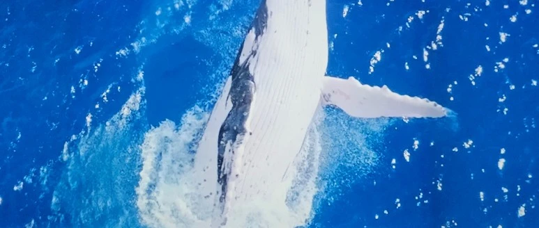 SE-2609ecae-ad04-4a3c-9041-e7cd82b1cd59.jpg?type=w773