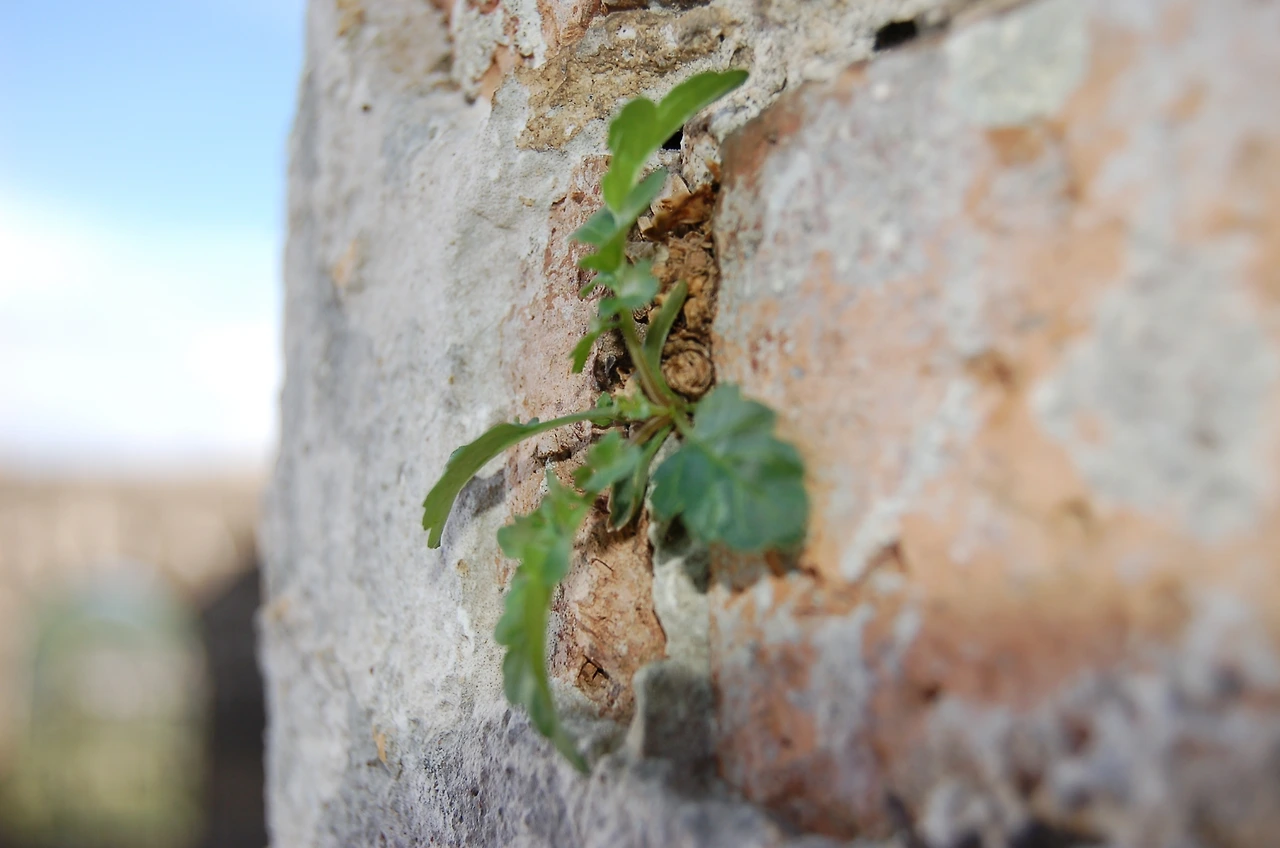 아스펜도스 (25).JPG