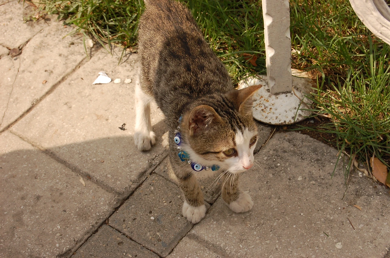 일상에서의 만남 - 고양이 (10).JPG