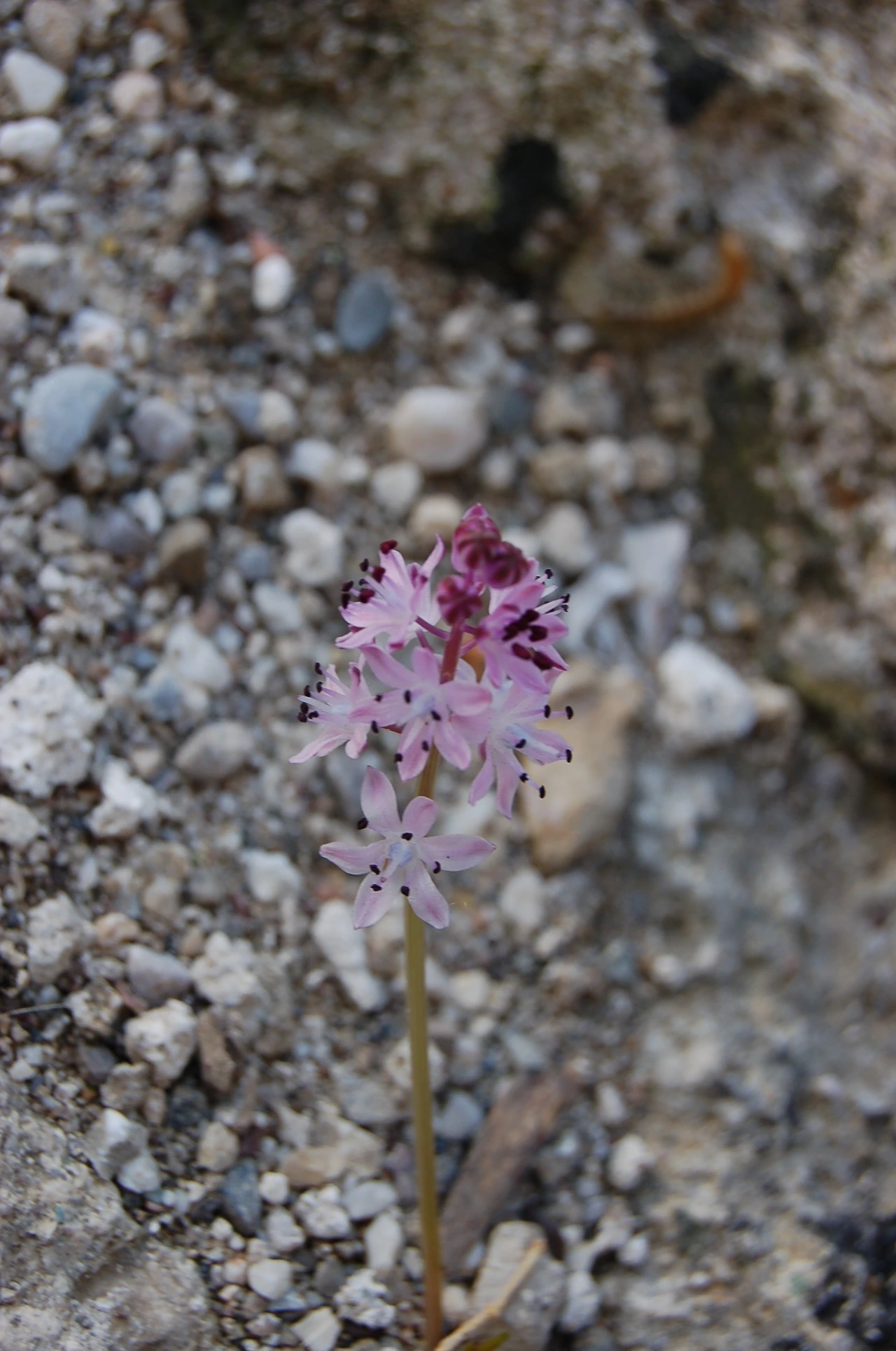 아스펜도스 (19).JPG