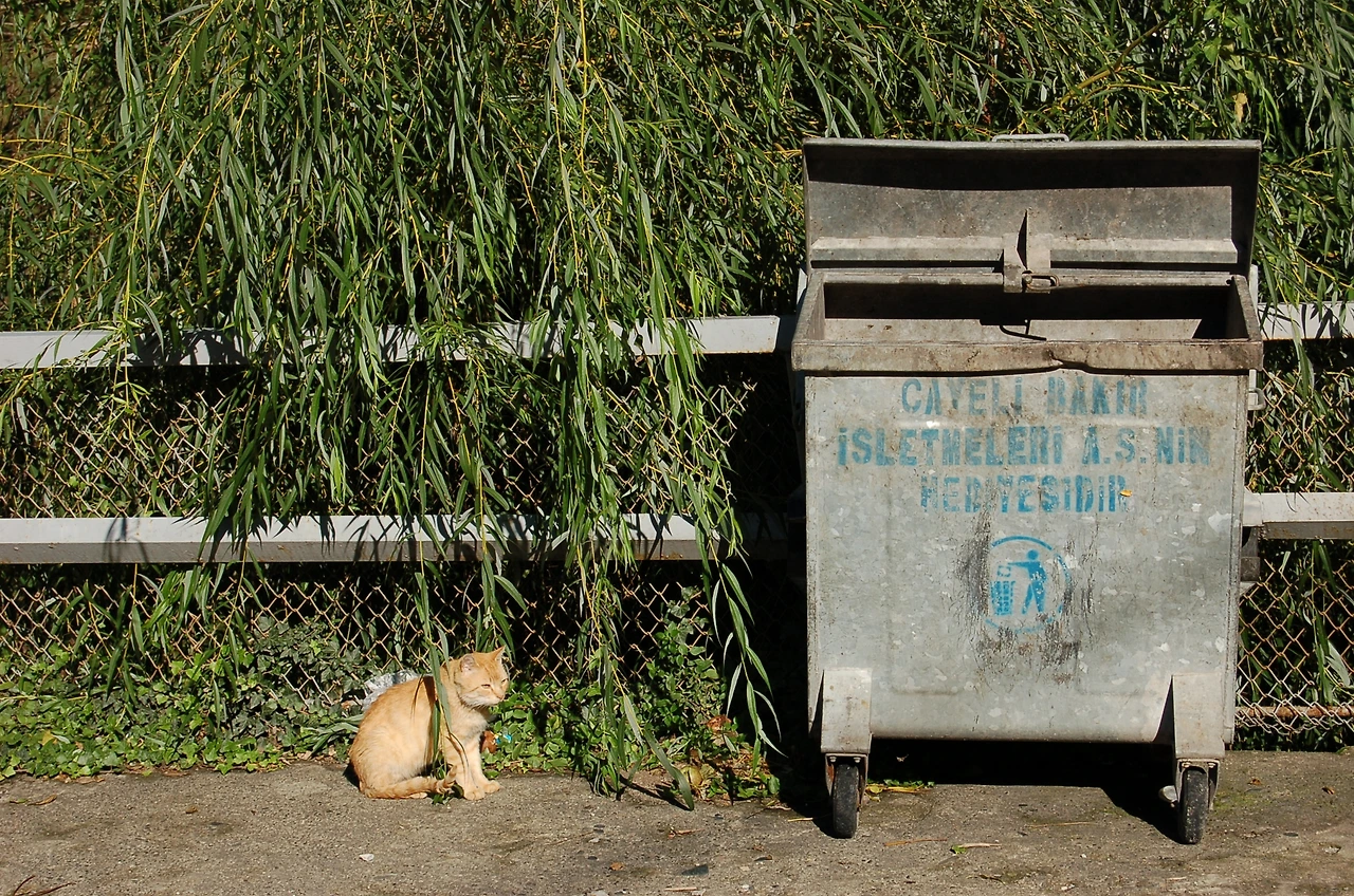 일상에서의 만남 - 고양이 (9).JPG