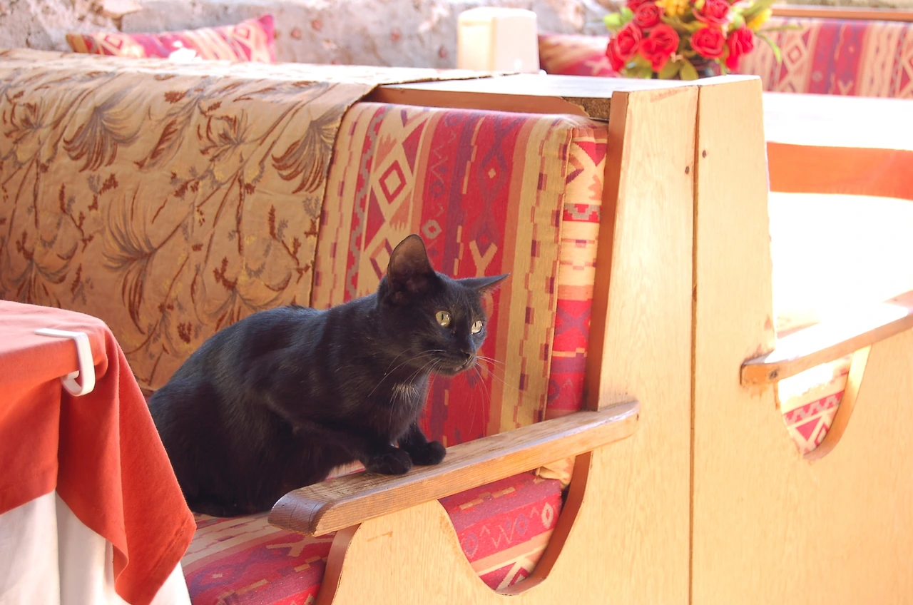 일상에서의 만남 - 고양이.JPG