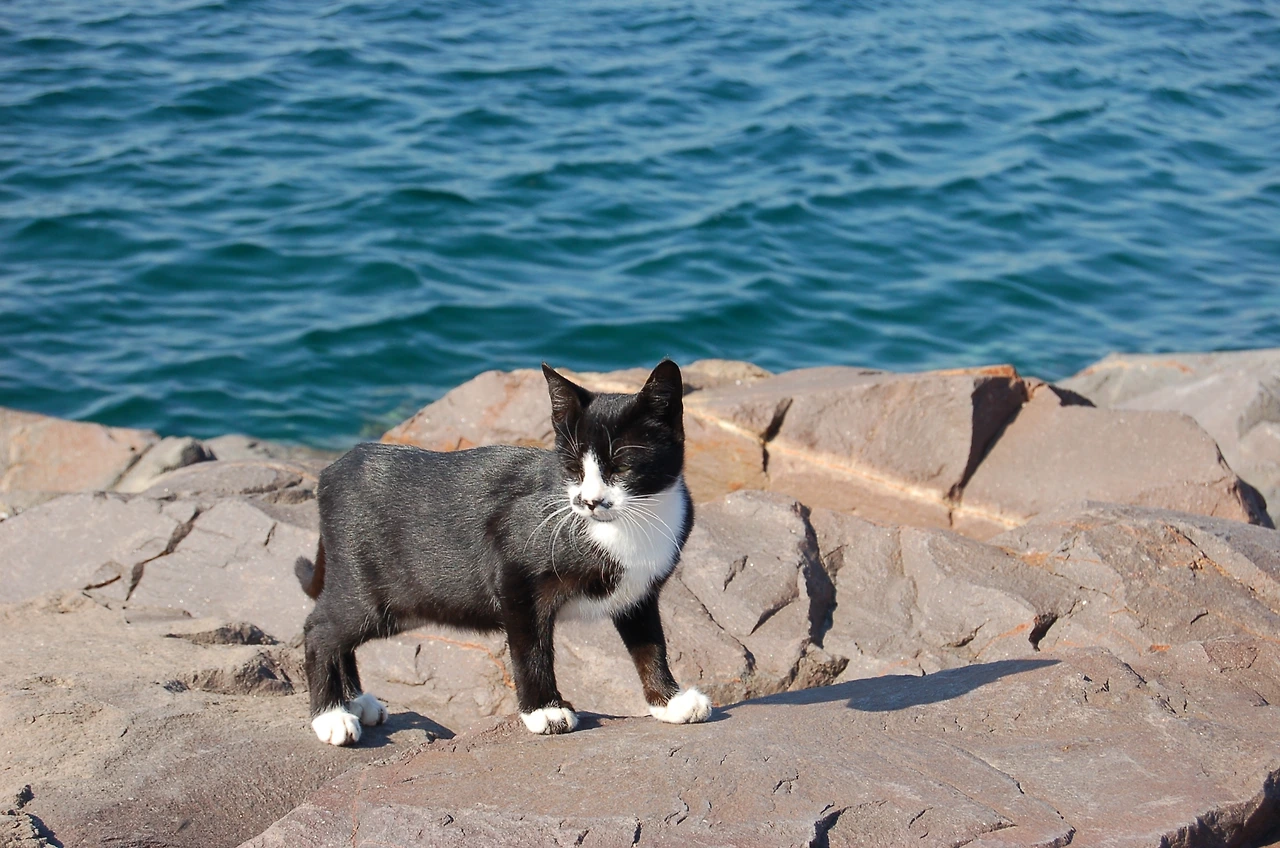 일상에서의 만남 - 고양이 (6).JPG