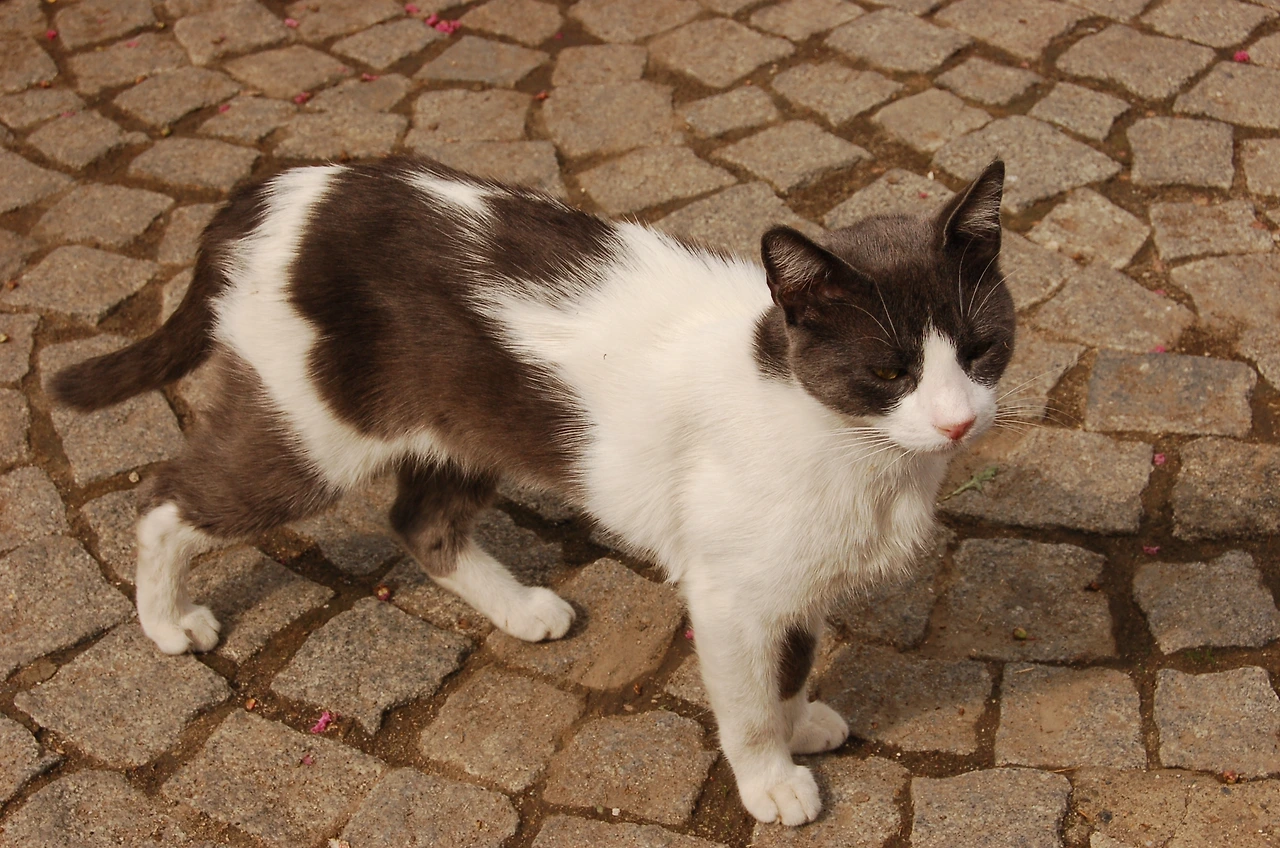 일상에서의 만남 - 고양이 (1).JPG