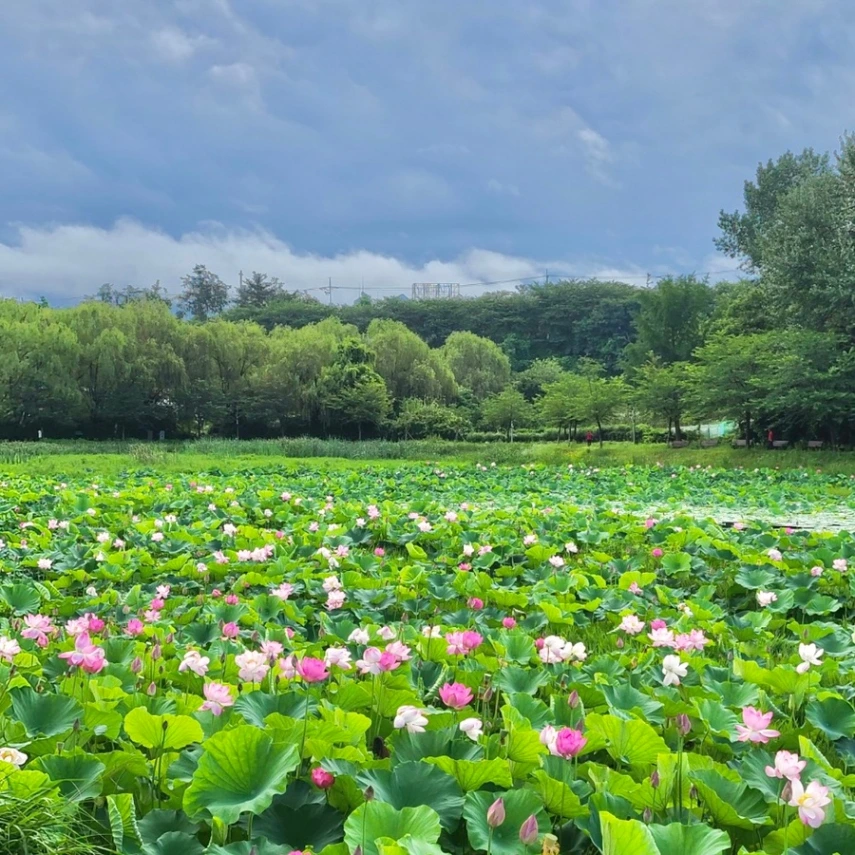 은파 호수 공원_4.jpeg