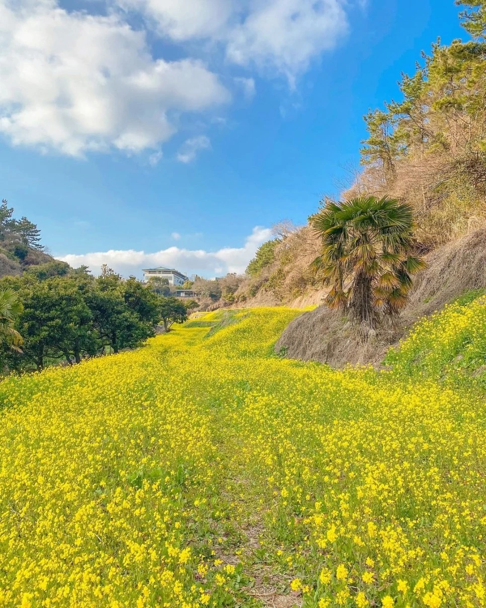 제주_유채꽃_6.jpeg