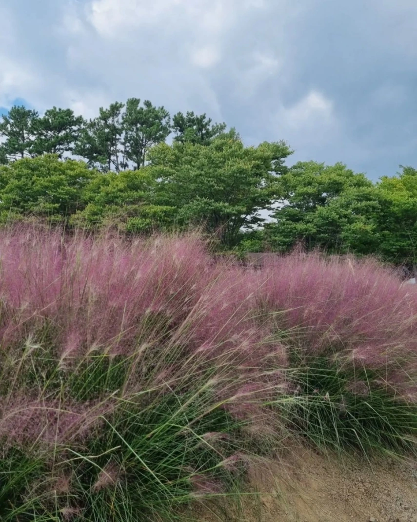 태안 청산수목원_2.jpeg