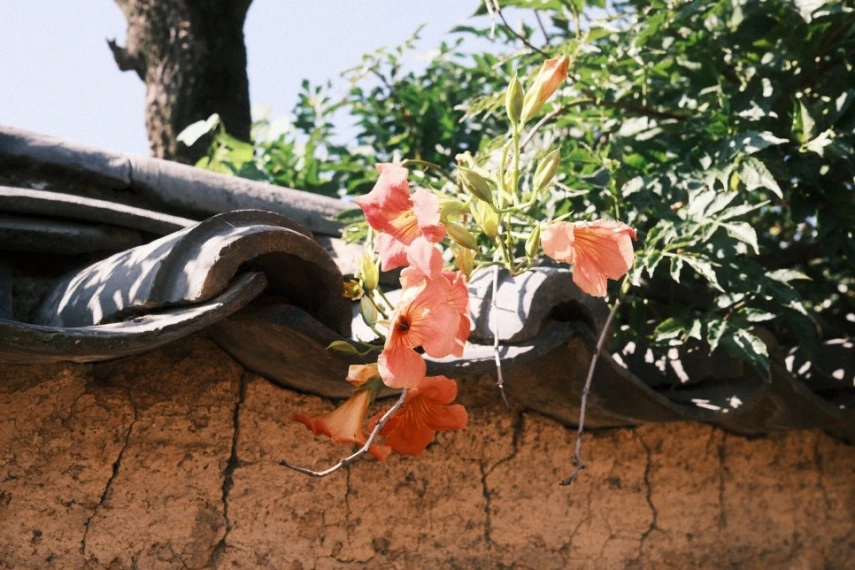 남평 문씨 본리 세거지_7.jpeg