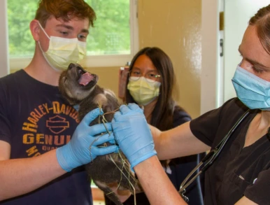 SE-abc7697e-3b80-493c-950e-33f1b1f24b95.png?type=w386