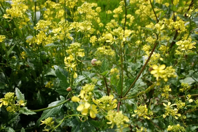 32400D4F-0892-40CC-B9A4-F24B357BAC73-24944-00000AC6B598FB5F.jpg?type=w773