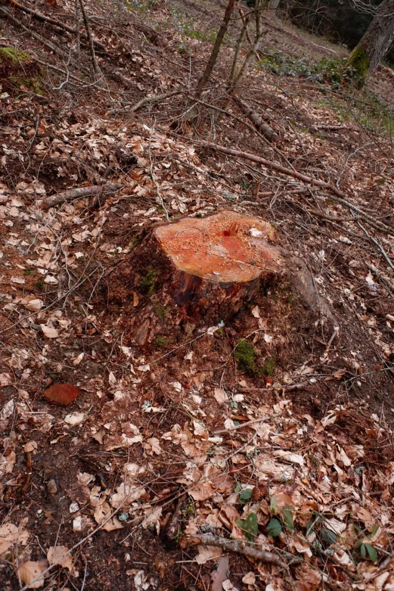 ED302C57-DBEE-44F7-A8D0-AEA9C5027453-14822-000006BD0C2B7FE9.jpg?type=w773