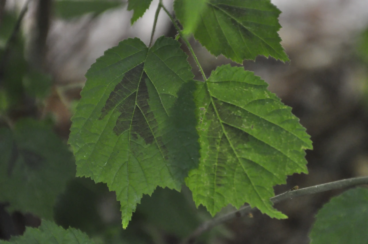 개암나무 (3).JPG