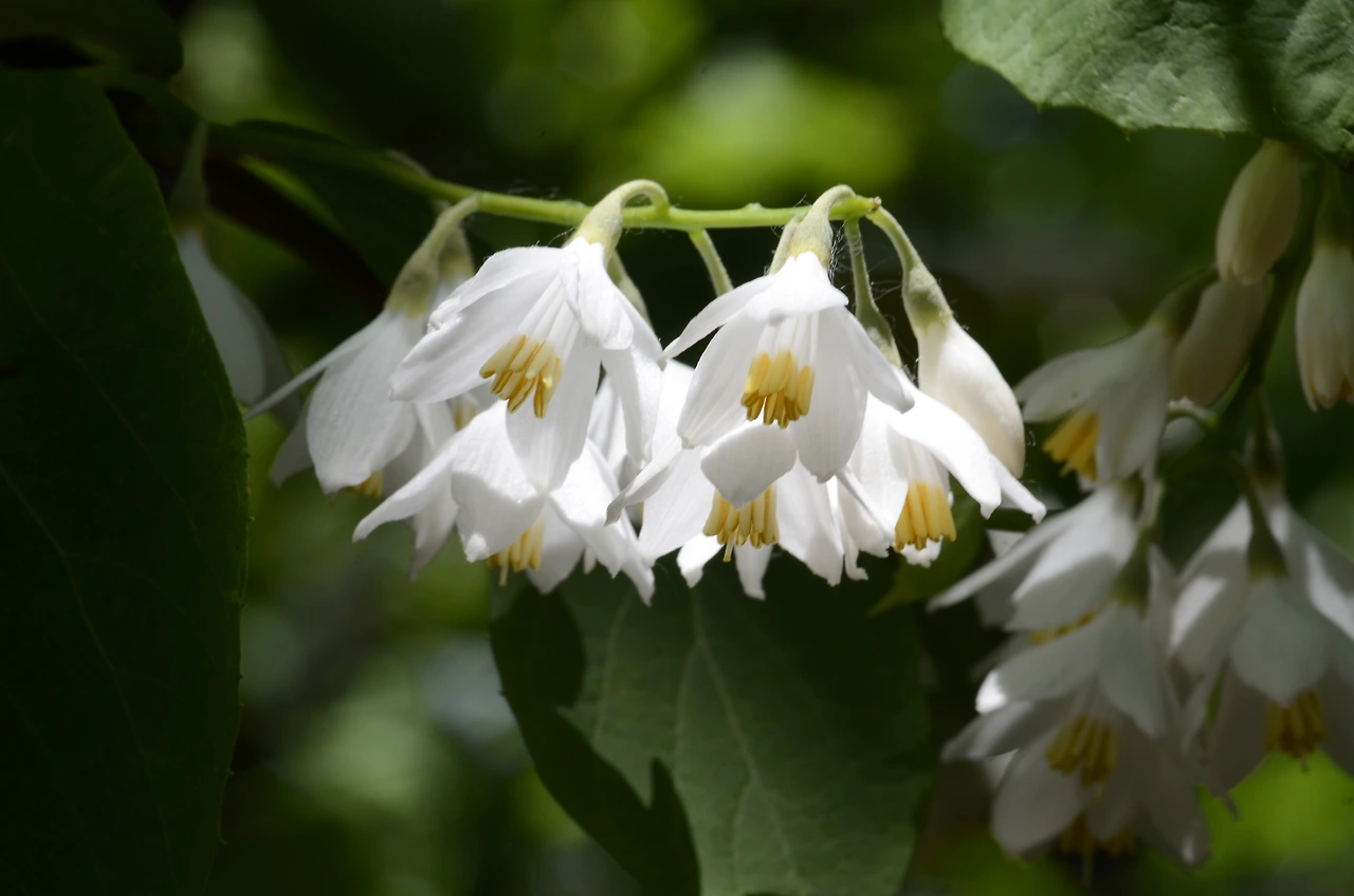 쪽동백나무 (4).JPG