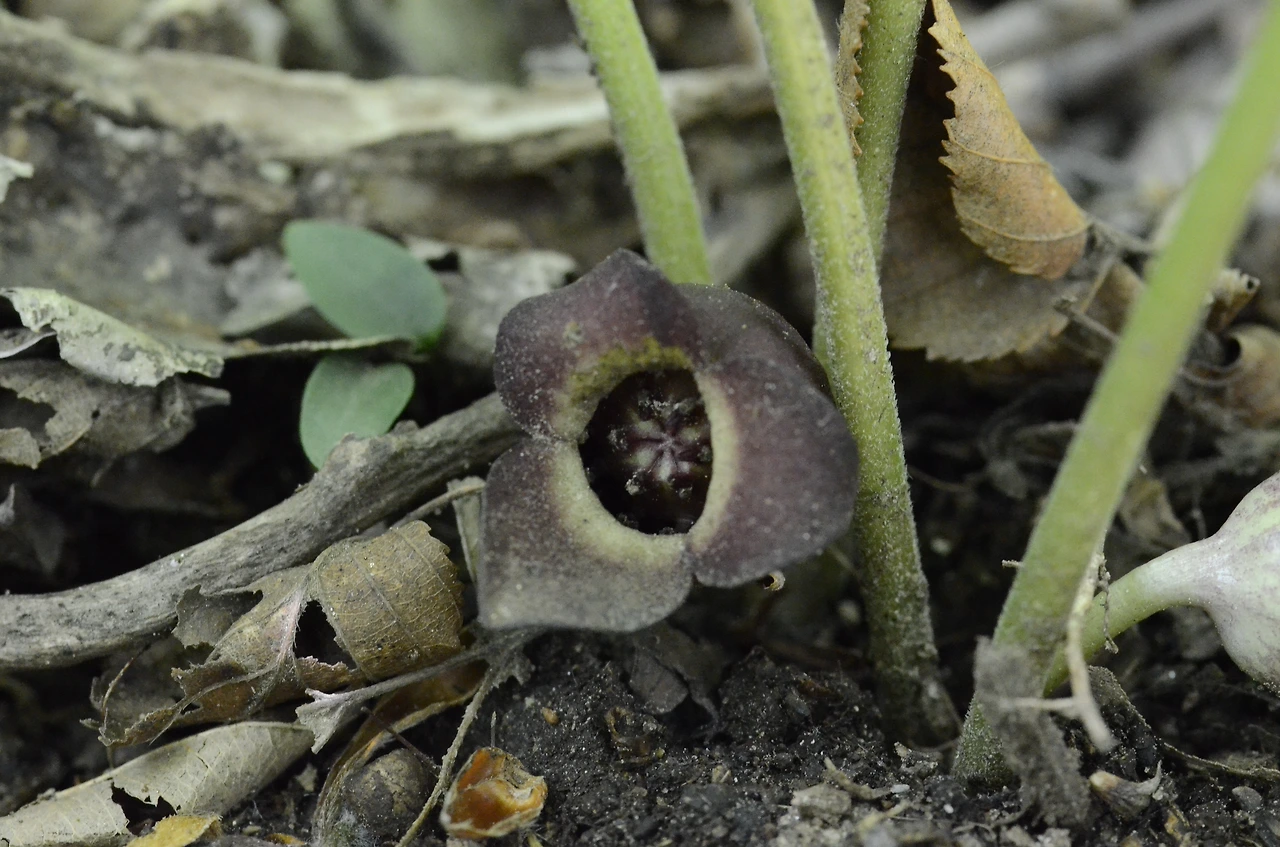 족도리풀 (3).JPG