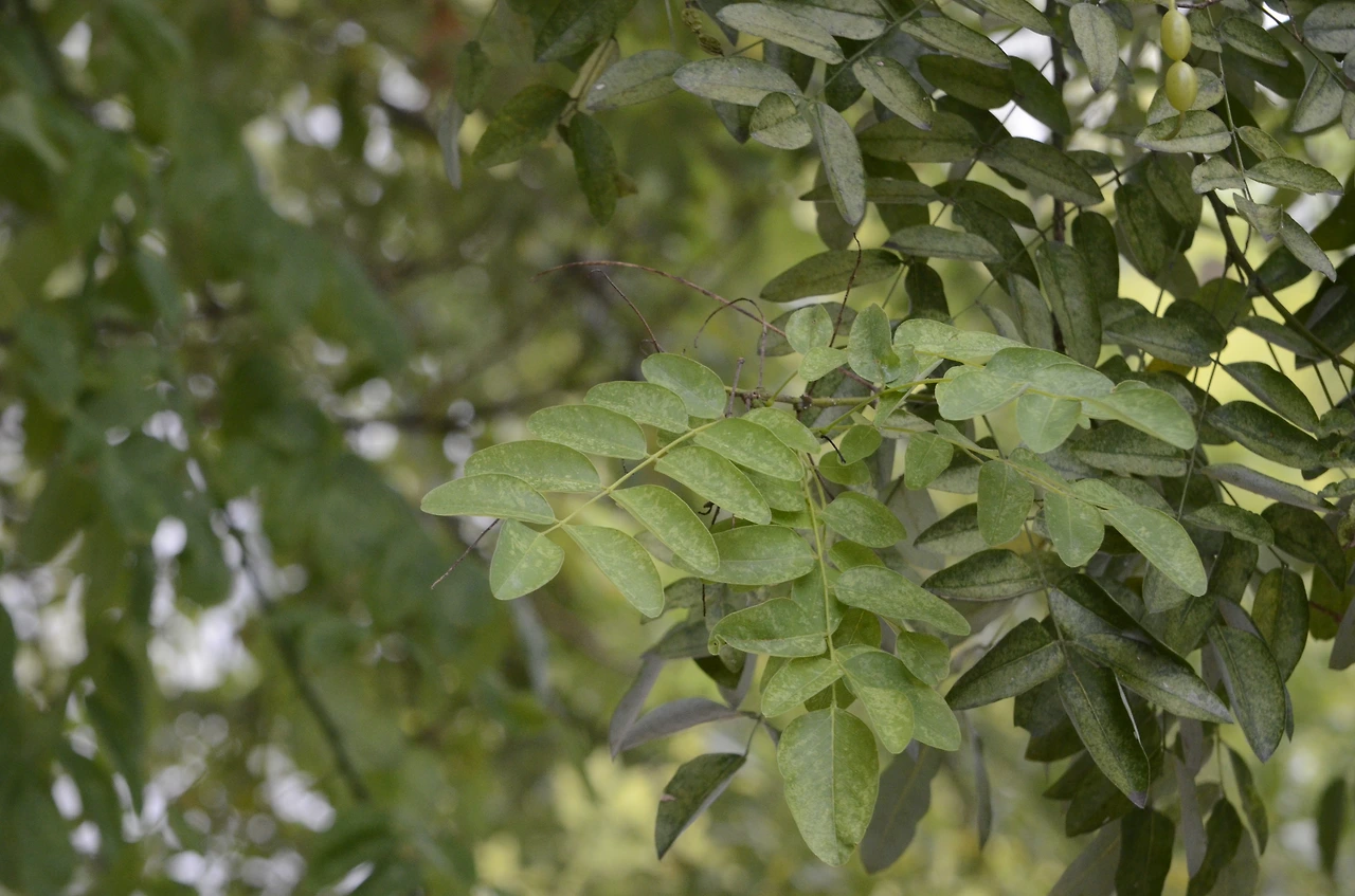 회화나무 (11).JPG