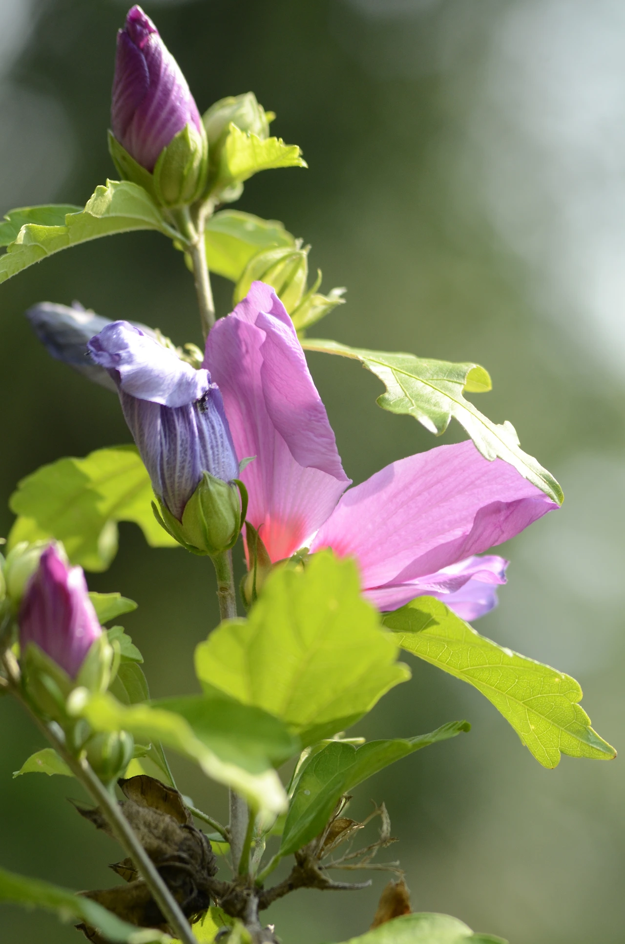 무궁화(Mauve Queen).JPG
