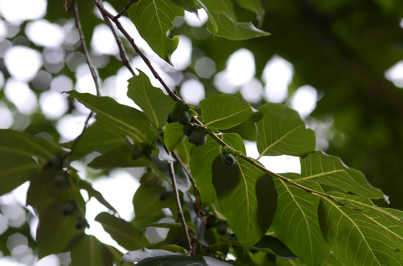 고욤나무 (6).JPG