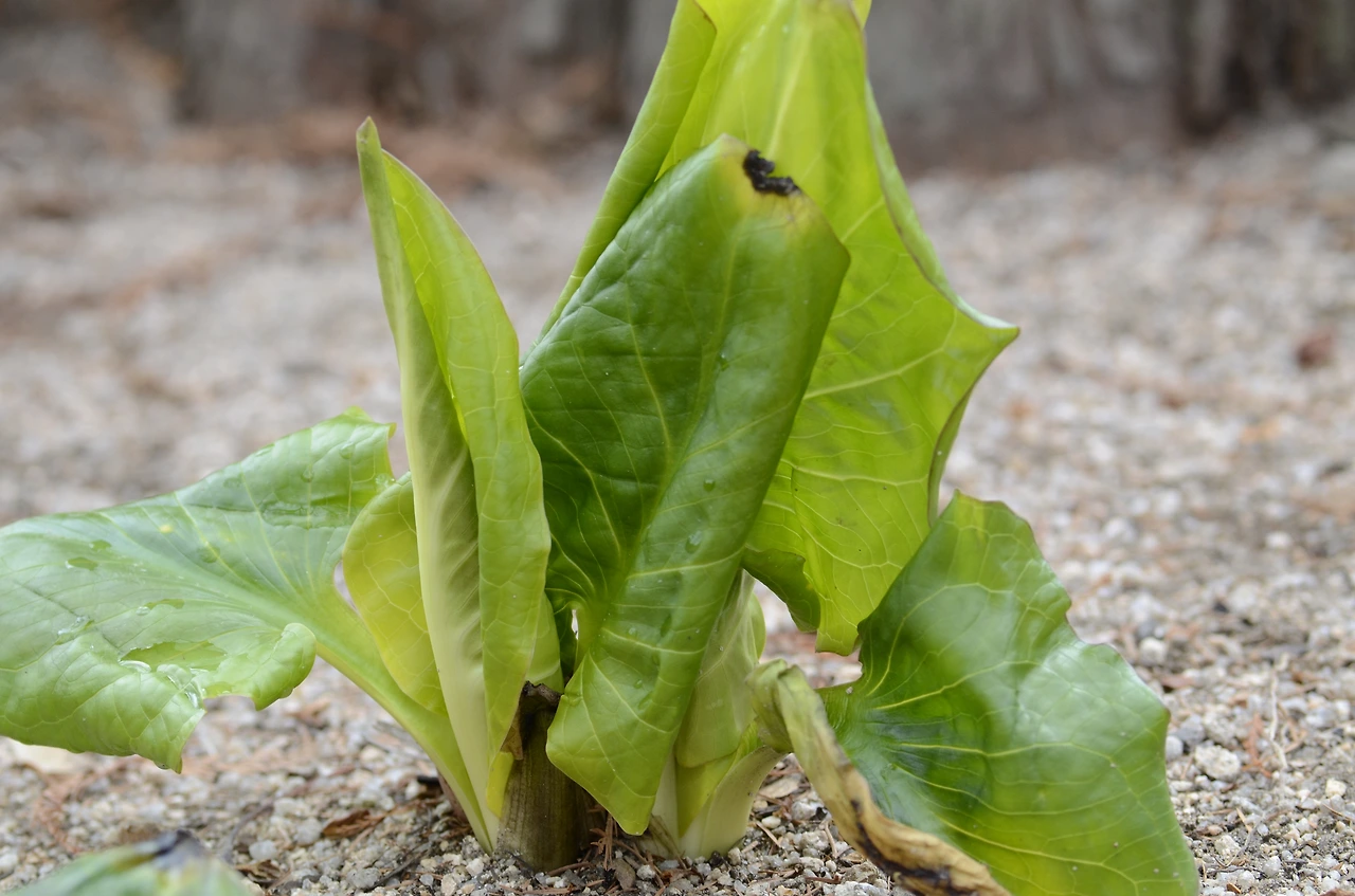 앉은부채 (4).JPG