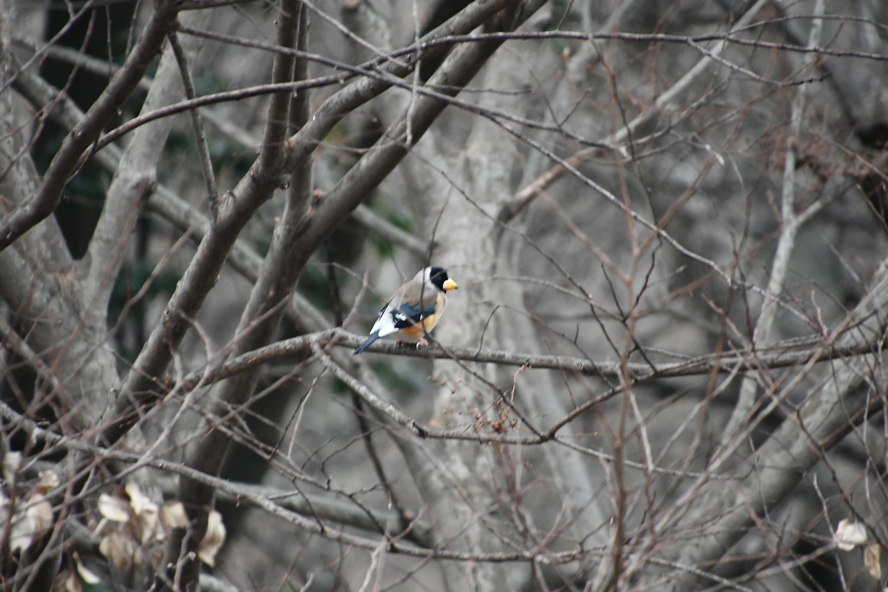 밀화부리 (4).JPG