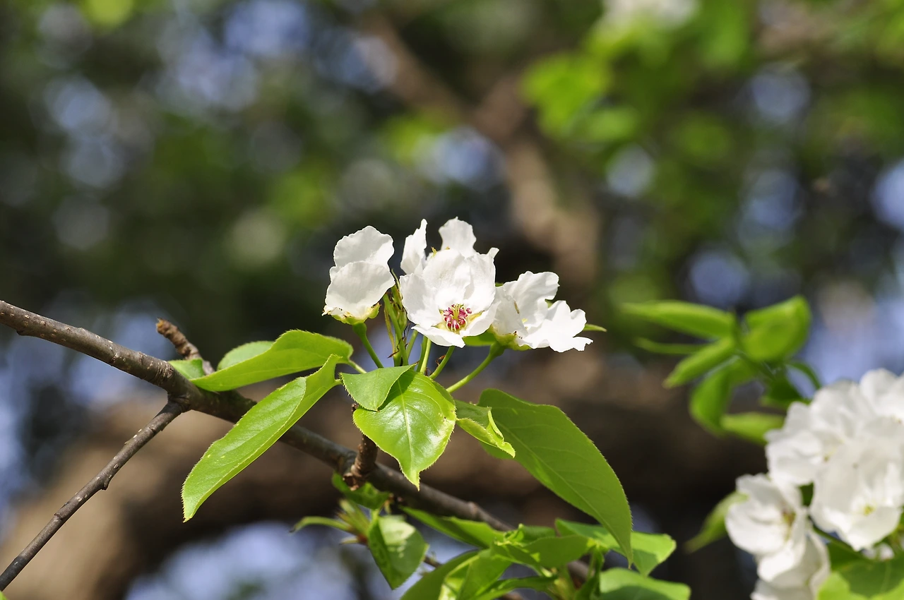 문배나무 (3).JPG