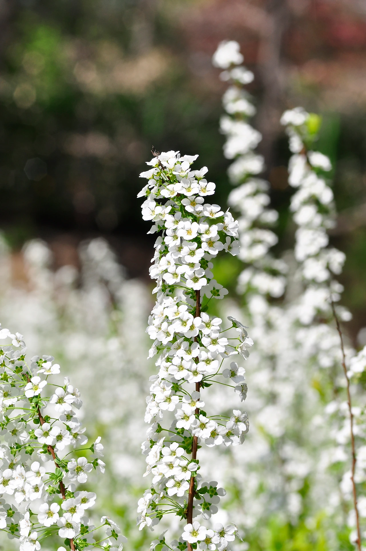 조팝나무 (2).JPG