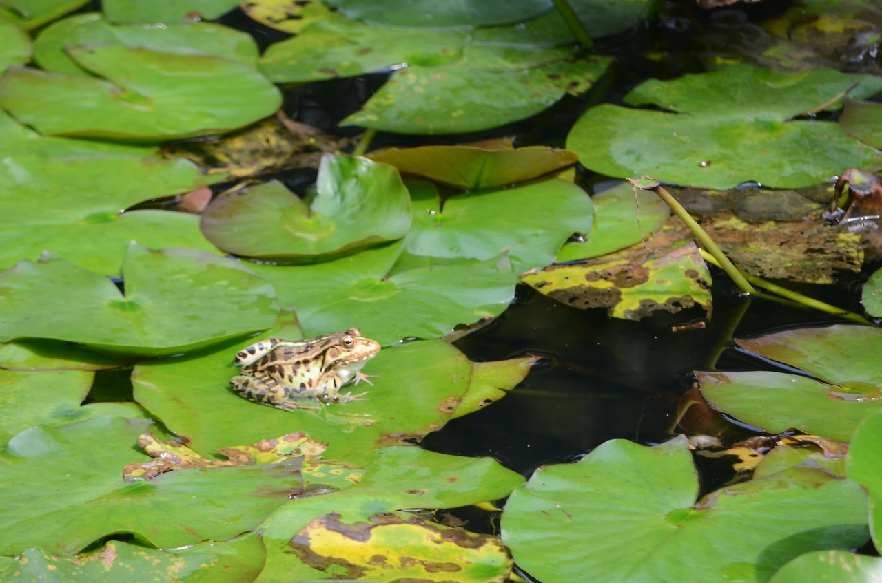 참개구리 (4).JPG