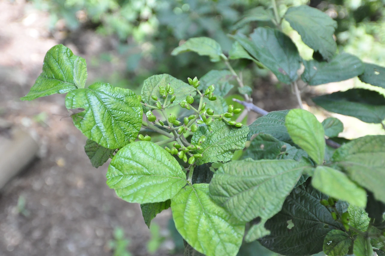 덜꿩나무 (4).JPG