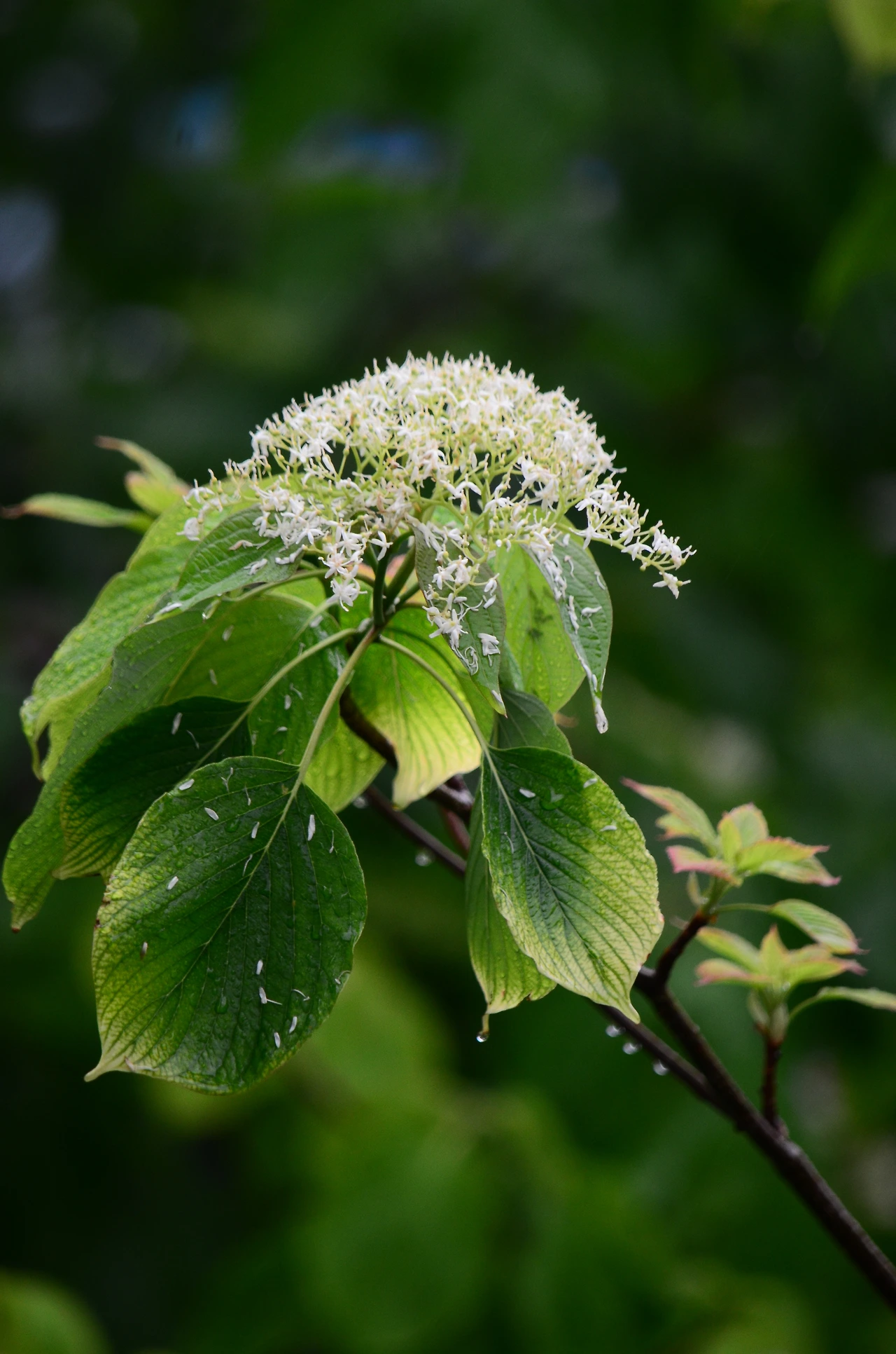 층층나무 (2).JPG